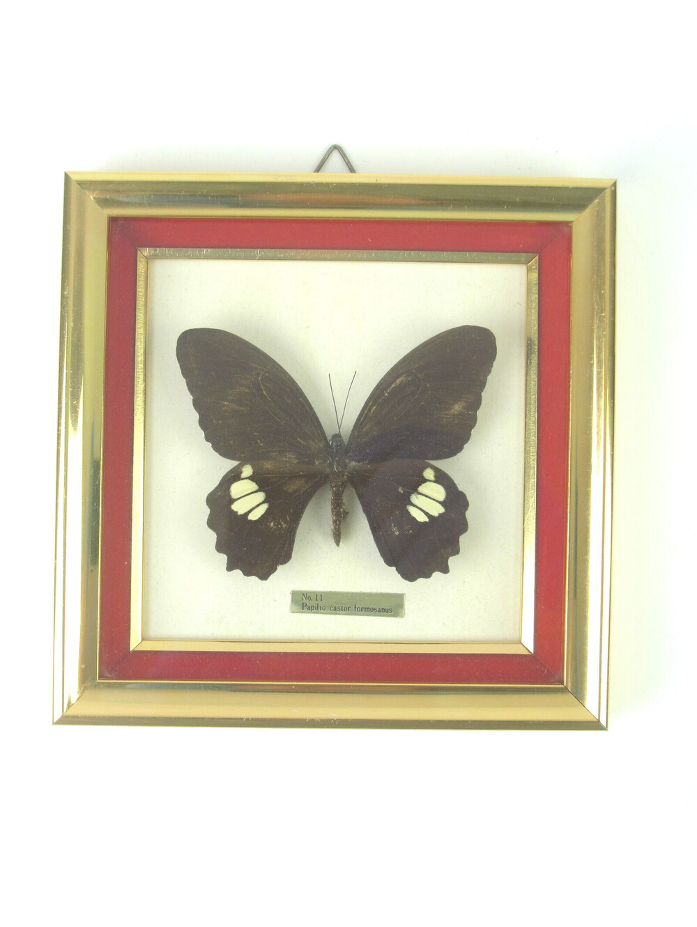 Vintage Swallowtail Butterfly Specimen Taxidermy Gold Frame Papilio Castor RARE